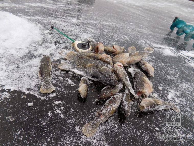 Как ловить ротана зимой: где ловить, на что клюет, советы от рыбаков
