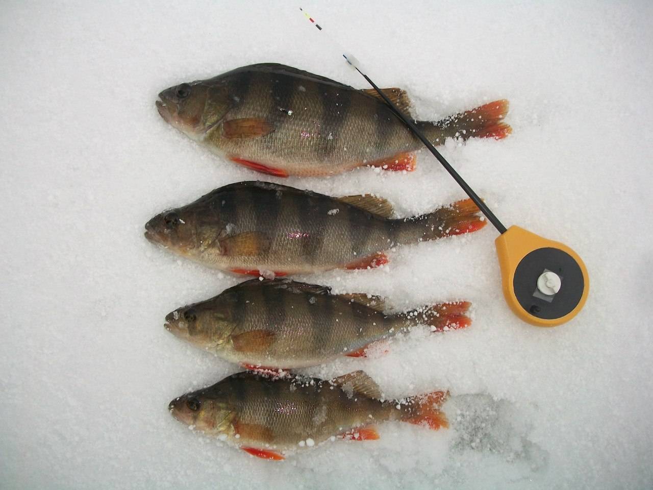 Зимняя рыбалка на окуня: какие снасти применять и на что ловить
зимняя рыбалка на окуня: какие снасти применять и на что ловить
