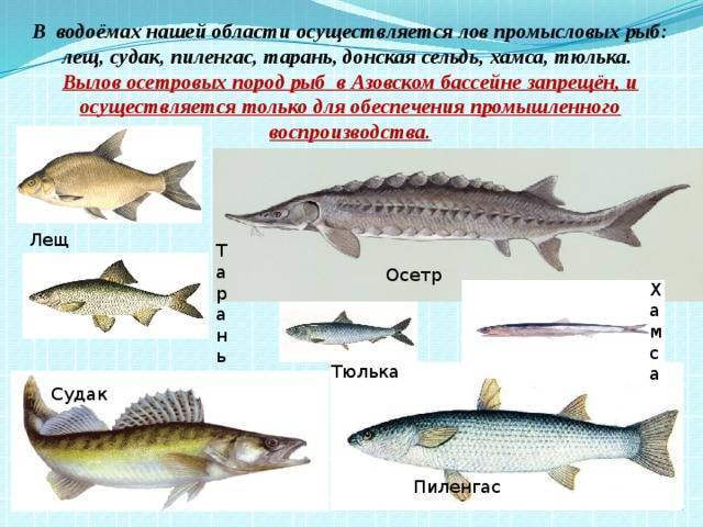Осетровая рыба: характеристика семейства и места обитания, список популярных видов осетра, как проходит нерест