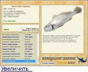 Умбра — описание рыбы, ее повадок и способов современной ловли (видео и 70 фото)