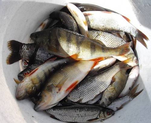Рыбалка в липецкой области: на дону, платная и бесплатная