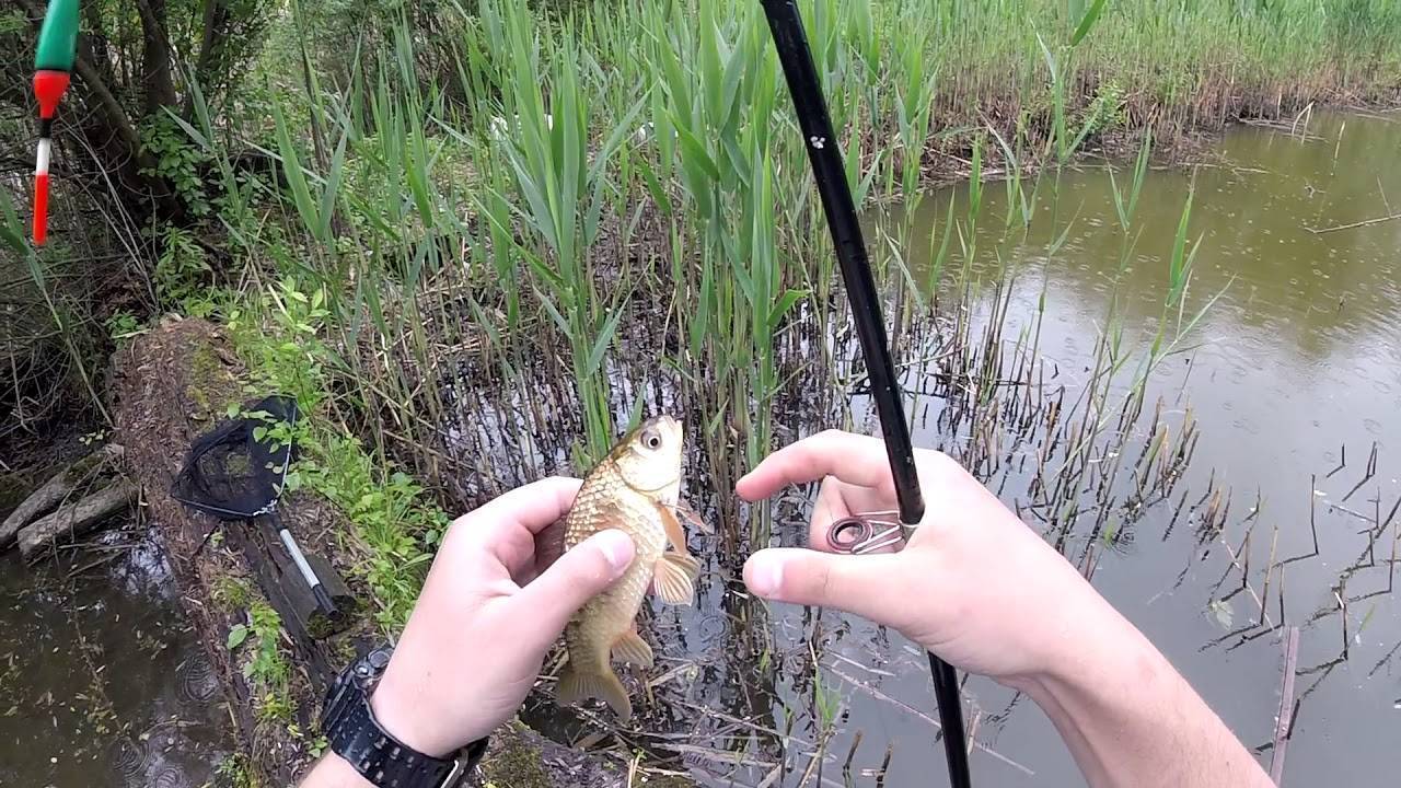 Ловля карася: как ловить, если он не клюет, техника рыбалки на удочку