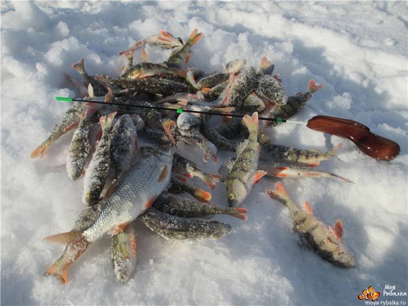 Рыбалка в челябинской области: как ловить, популярные места