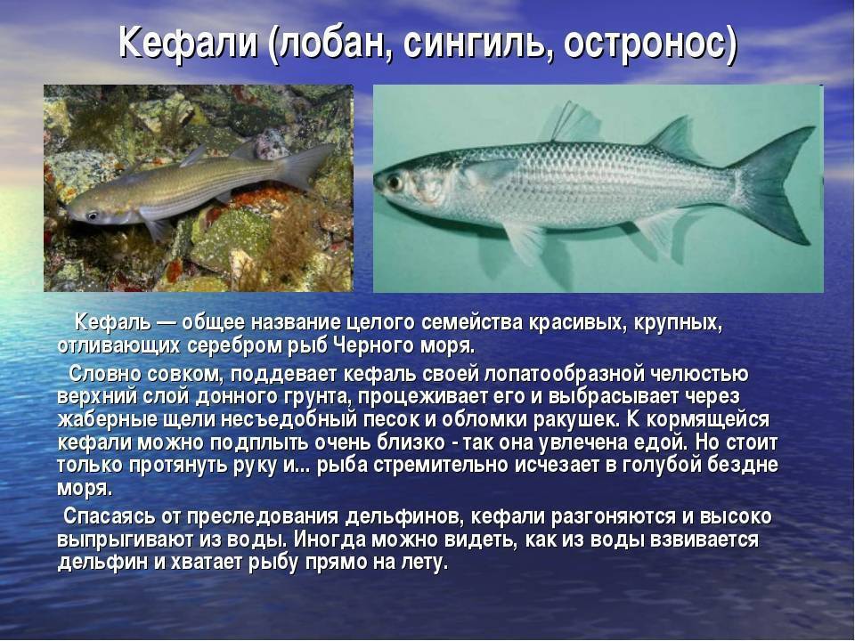 Черноморская кефаль: виды промысловой рыбы, ее образ жизни и полезные свойства; рецепты блюд из кефали
