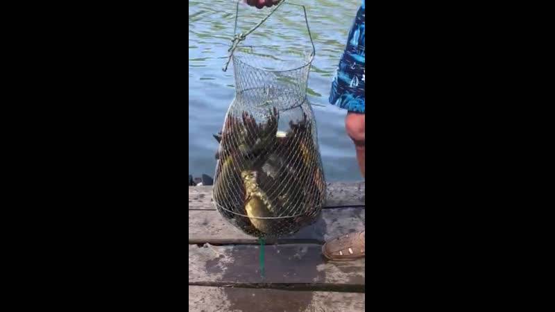 Пресноводная рыбалка в крыму 2020 — форель, щука, карп, карась, сазан, окунь…
