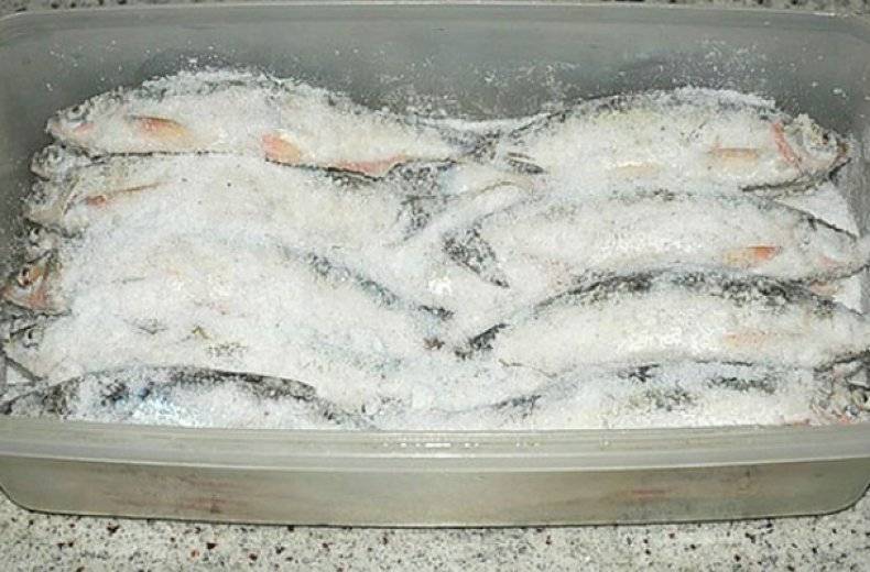 Как правильно солить рыбу: несколько рецептов для соления, вяления, маринования