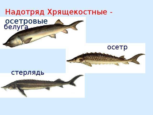 Осетровые виды рыб с названиями, фото и описанием