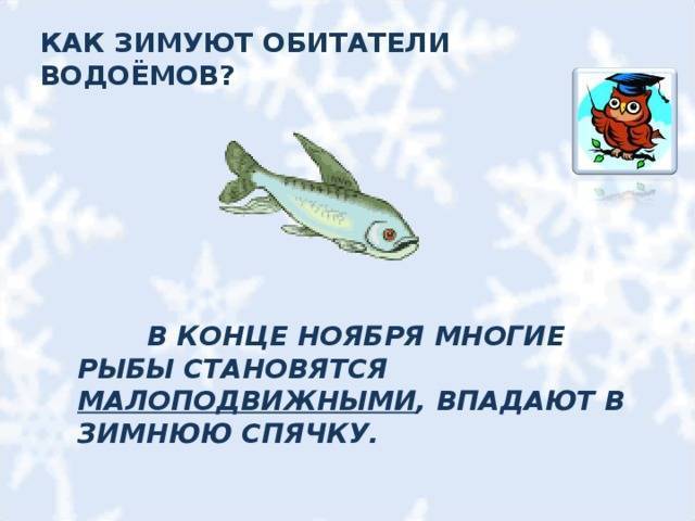 Какая рыба зимой спит. зимовка рыбы. что стоит знать о зимовке