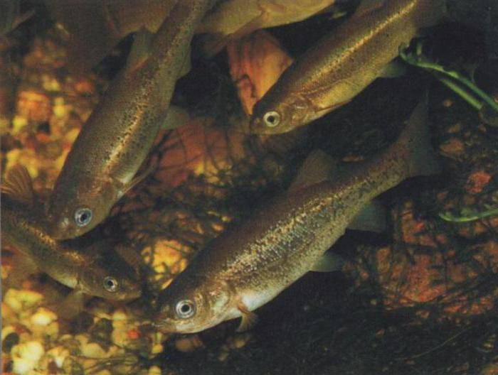 Речная рыба гольян в домашнем аквариуме
