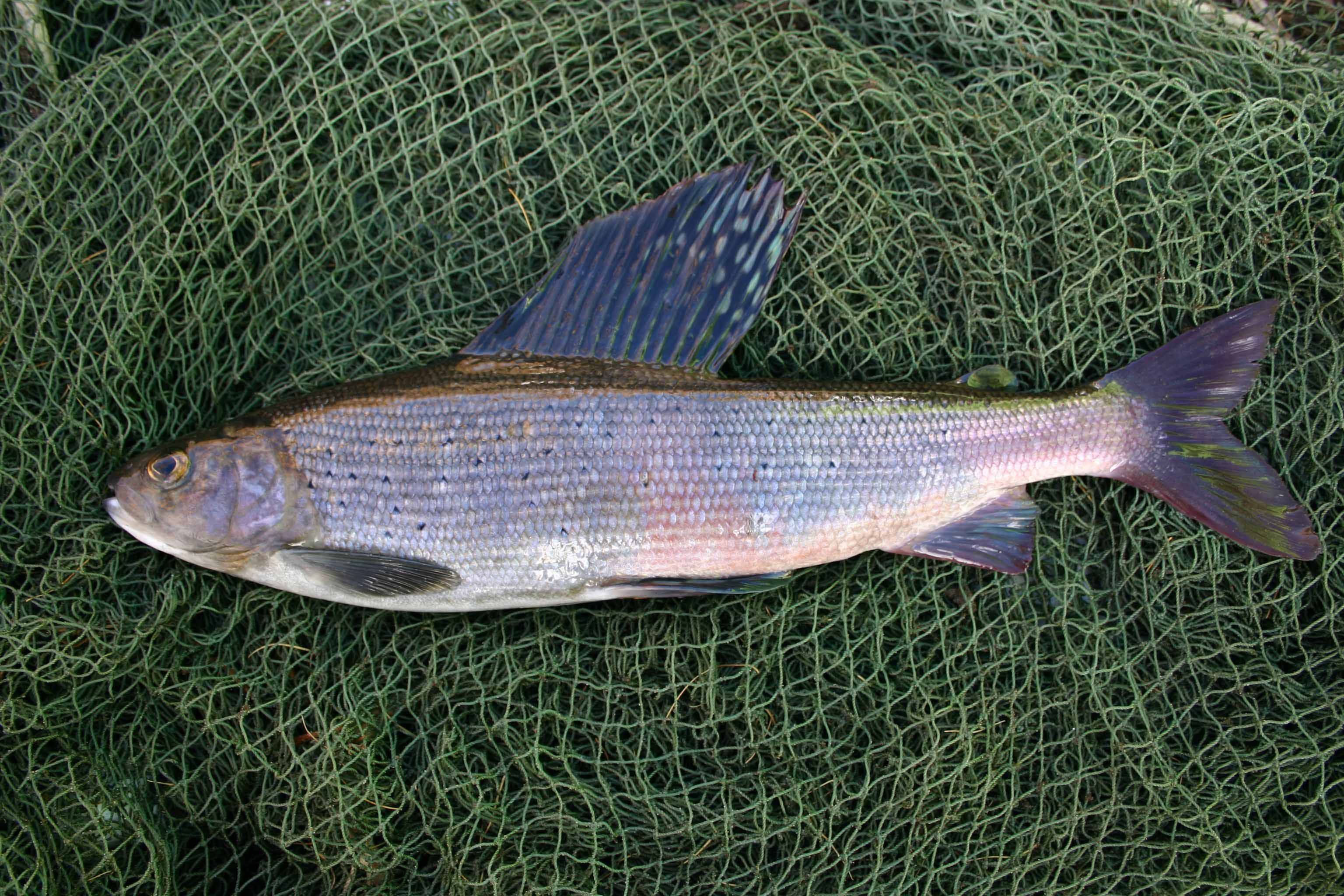 Хариус — рыбы сибири. описание и способы ловли хариуса