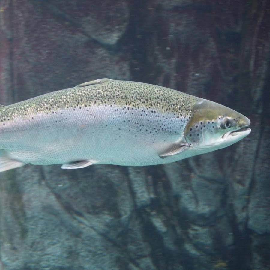 Рыба «Лосось каспийский» фото и описание