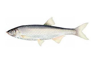 Шемая или шамайка, рыба семейства карповых, alburnus mento