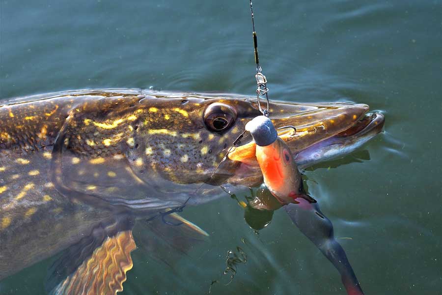 Спиннинг для начинающих: как ловить рыбу, уроки по рыбалке, видео ловли