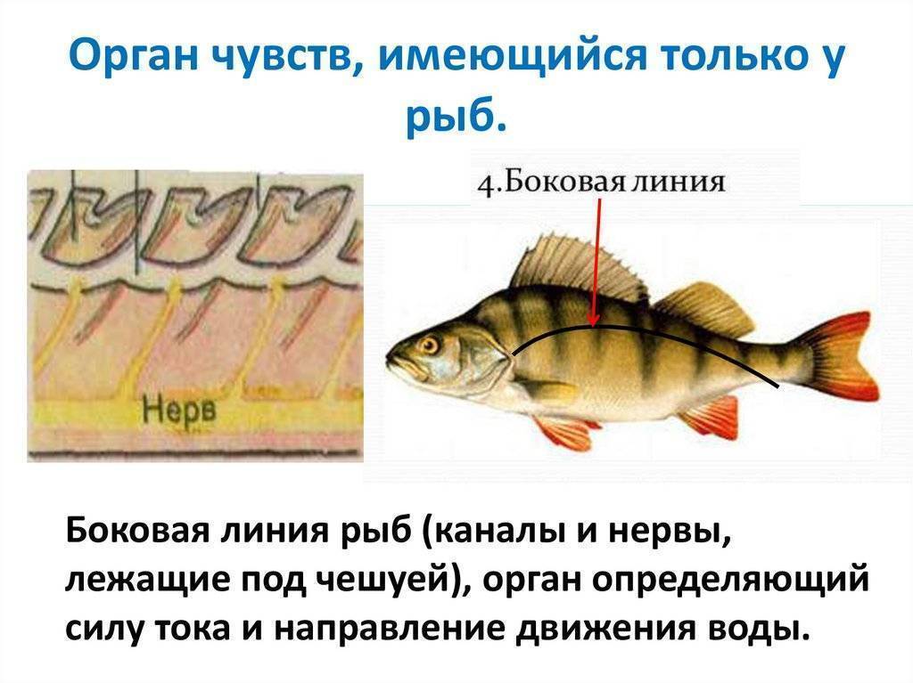 Память у рыб - сколько времени она может запоминать те или иные события