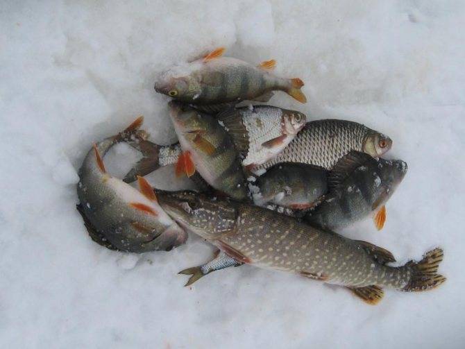 Рыбалка во владимирской области