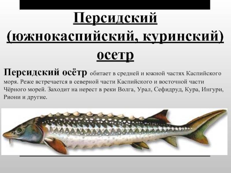 5 видов рыб семейства осетровых с названиями