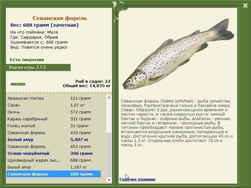 Кумжа: описание рыбы, места обитания и образ жизни, снасти и техника ловли кумжи