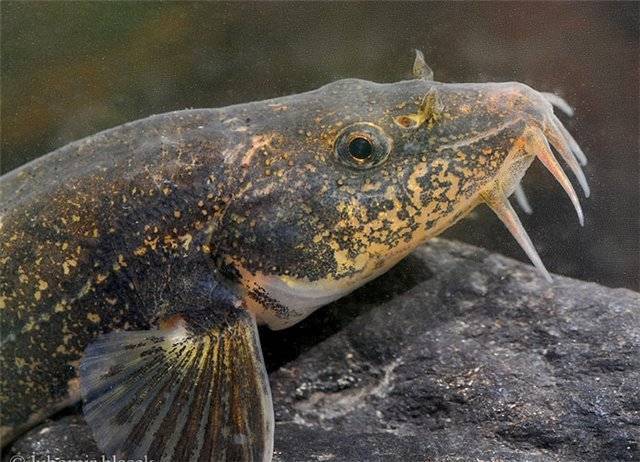 Рыба голец: где она водится, фото, факты о пользе и вреде морепродукта