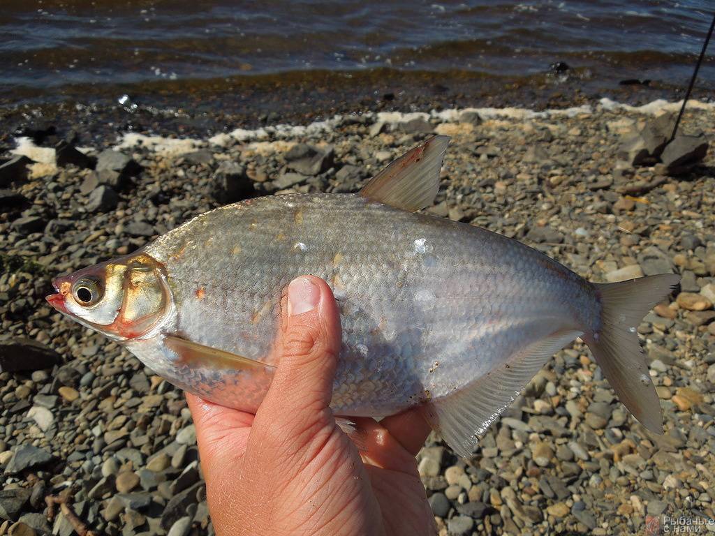 Рыба белый амур свойства, польза и вред костлявость и вкус