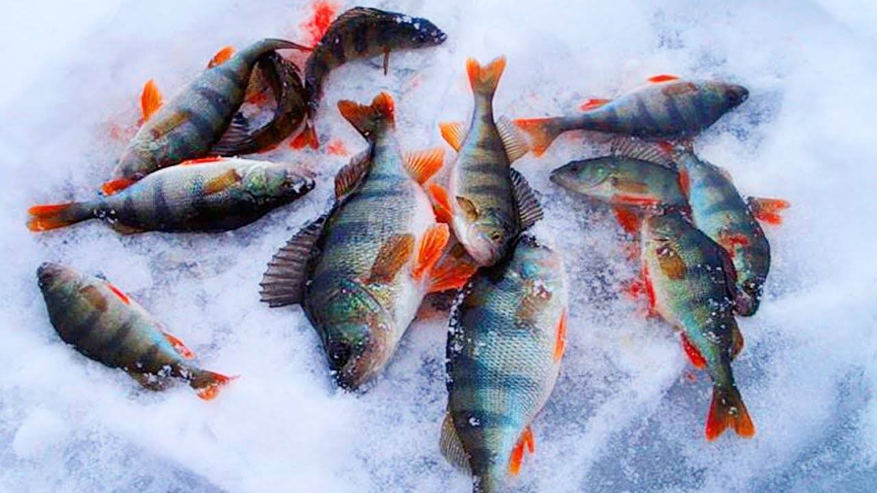 Ловля крупного окуня зимой со льда на мормышку и блесну