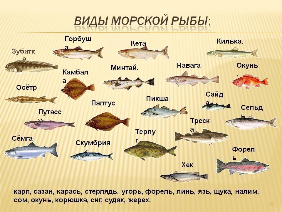 Представители группы рыбы: описание, фото и их особенности