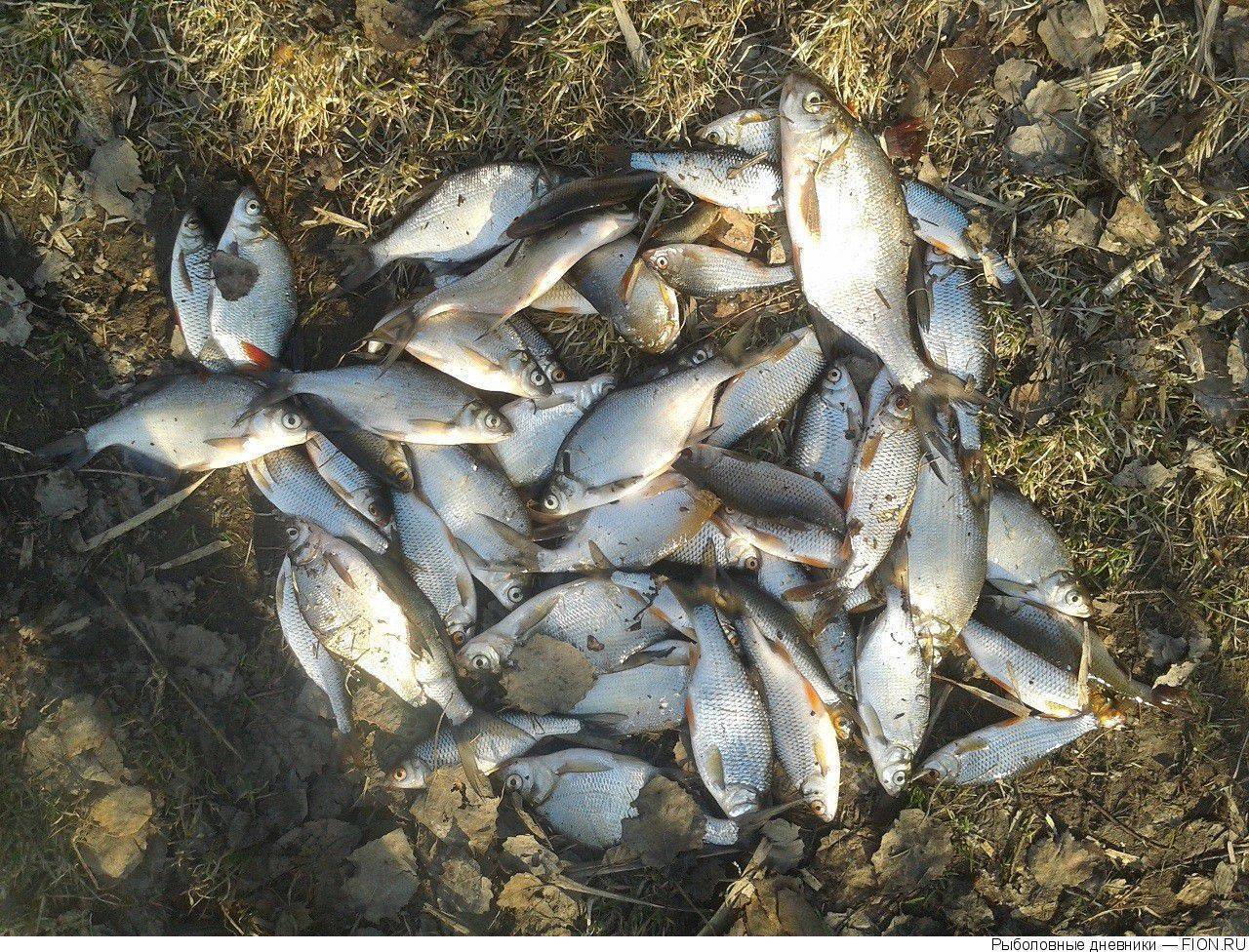 Рыбалка на истринском водохранилище - зима, лето, осень и весна: стоимость и отзывы
