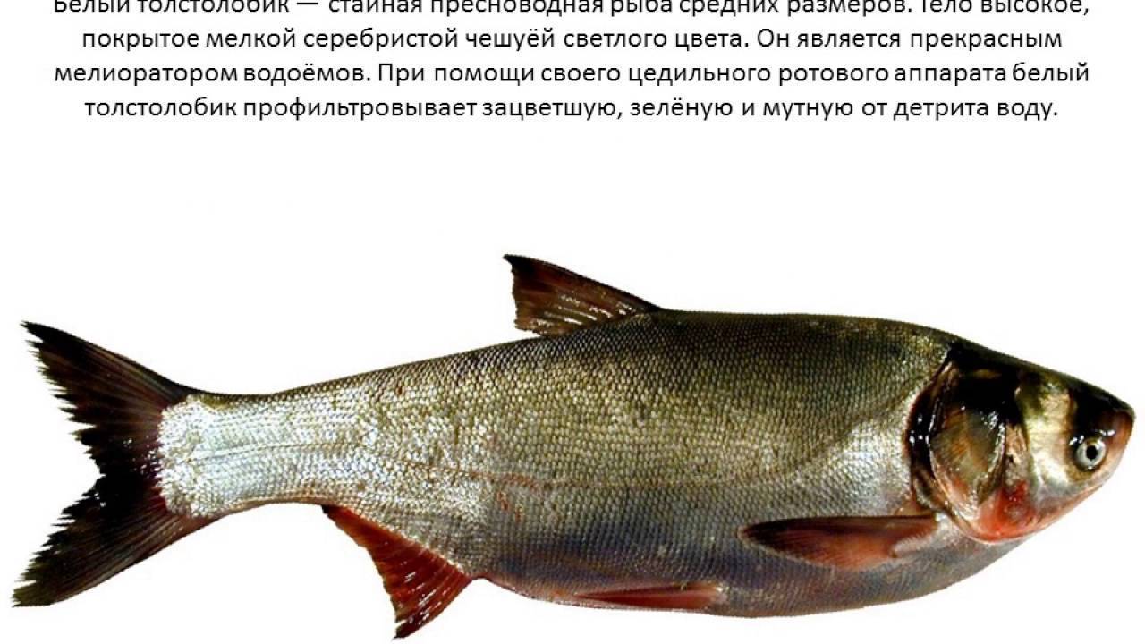 Описание толстолобика
