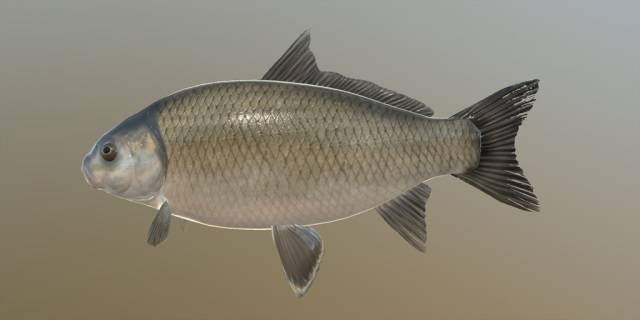 Рыба буффало - фото, описание, ловля | клёвая рыбалка