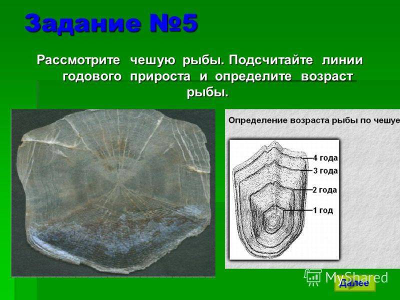 Можно ли определить возраст рыб?