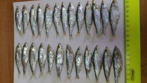 Рыба тюлька: виды, состав и польза, приготовление тюльки