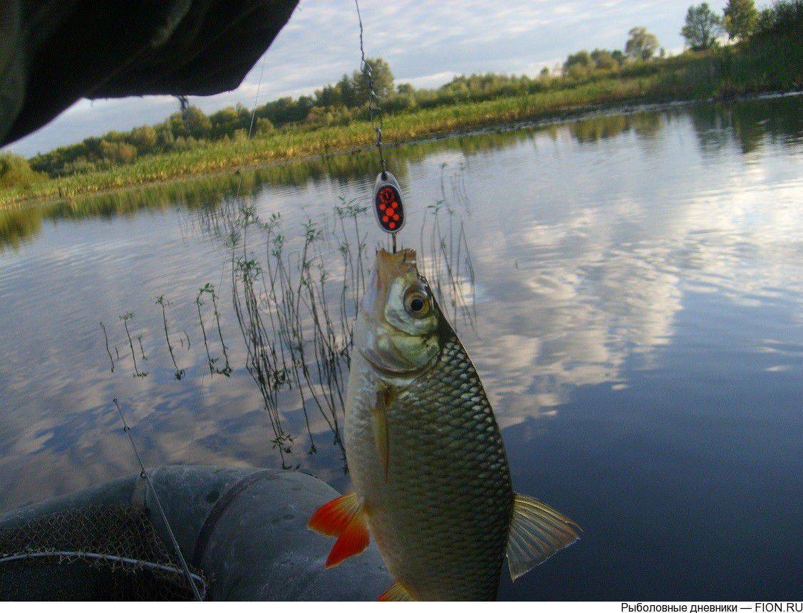 На что и как ловить красноперку? – суперулов – интернет-портал о рыбалке