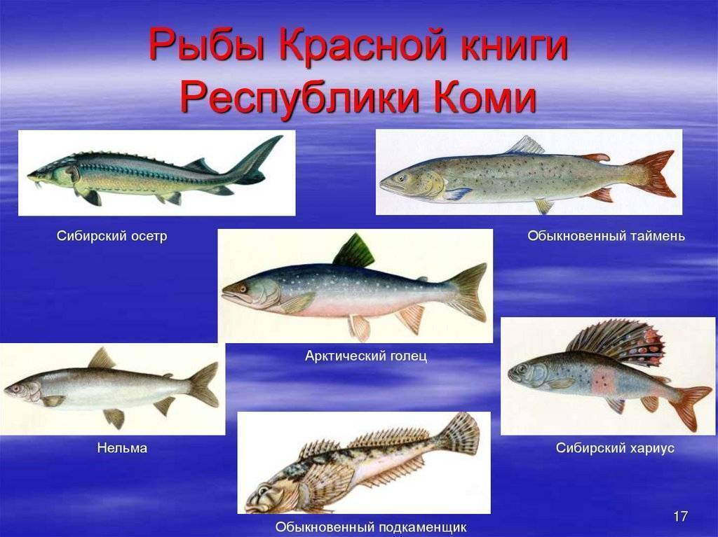 Шамайка — «царская рыба» южных морей