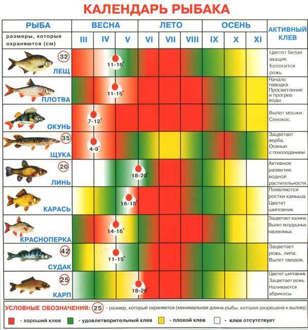 Рыба линь: описание, нерест, полезные свойства
