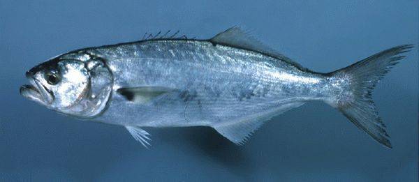 Луфарь: описание черноморской рыбы, фото, среда обитания и ловля