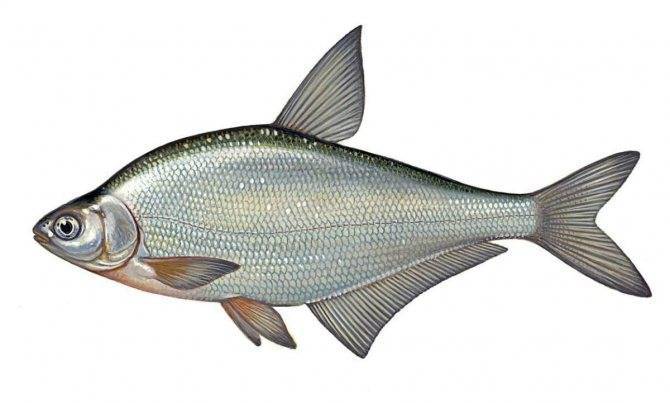 Белоглазка (сопа): описание рыбы, фото, нерест и питание, особенности ловли