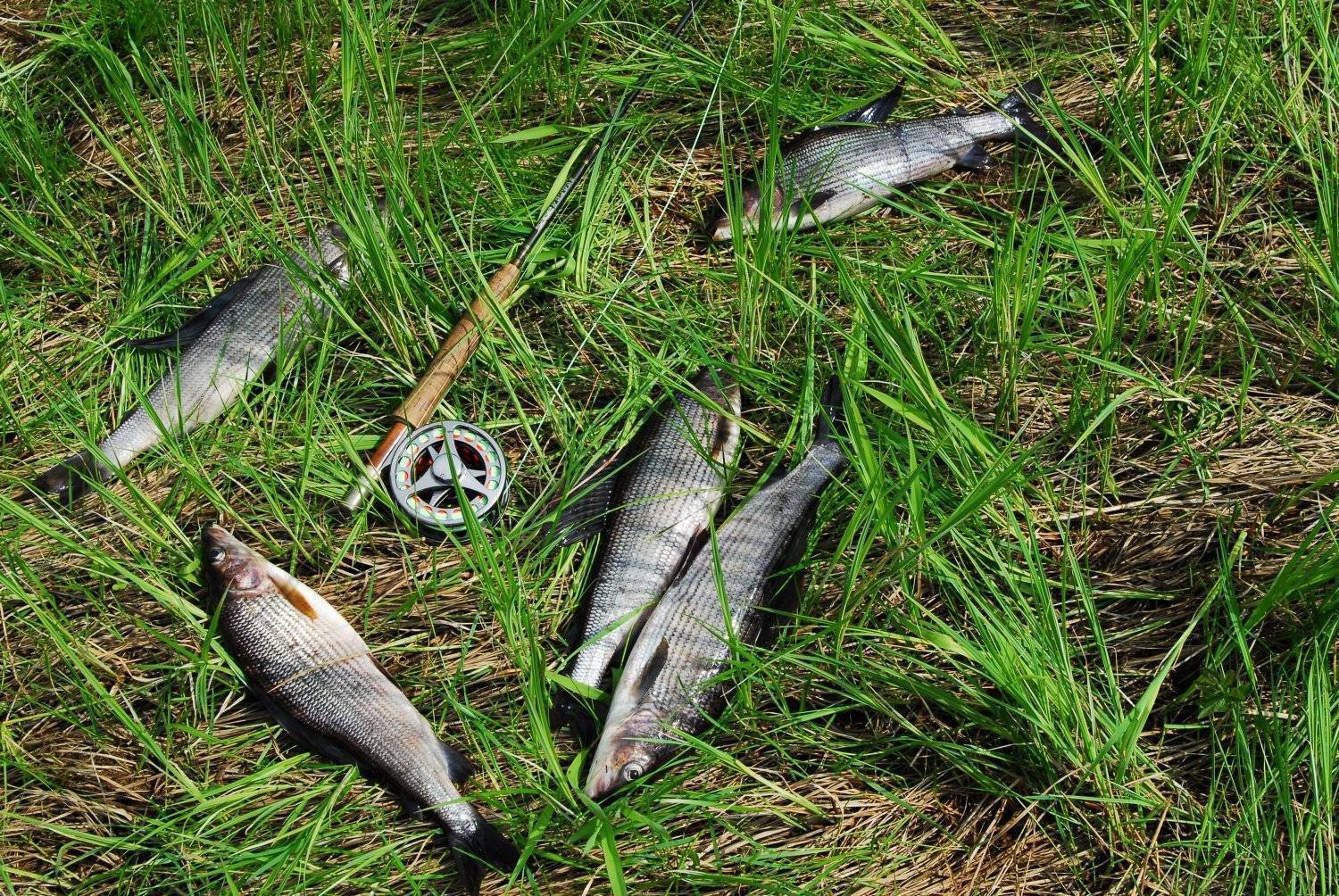 Рыбалка в архангельской области: где ловить?
