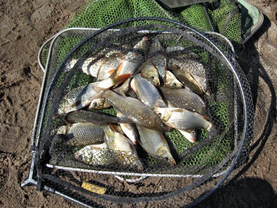 Поездка в Нестеровку: фидерная рыбалка и домашнее консервирование подуста