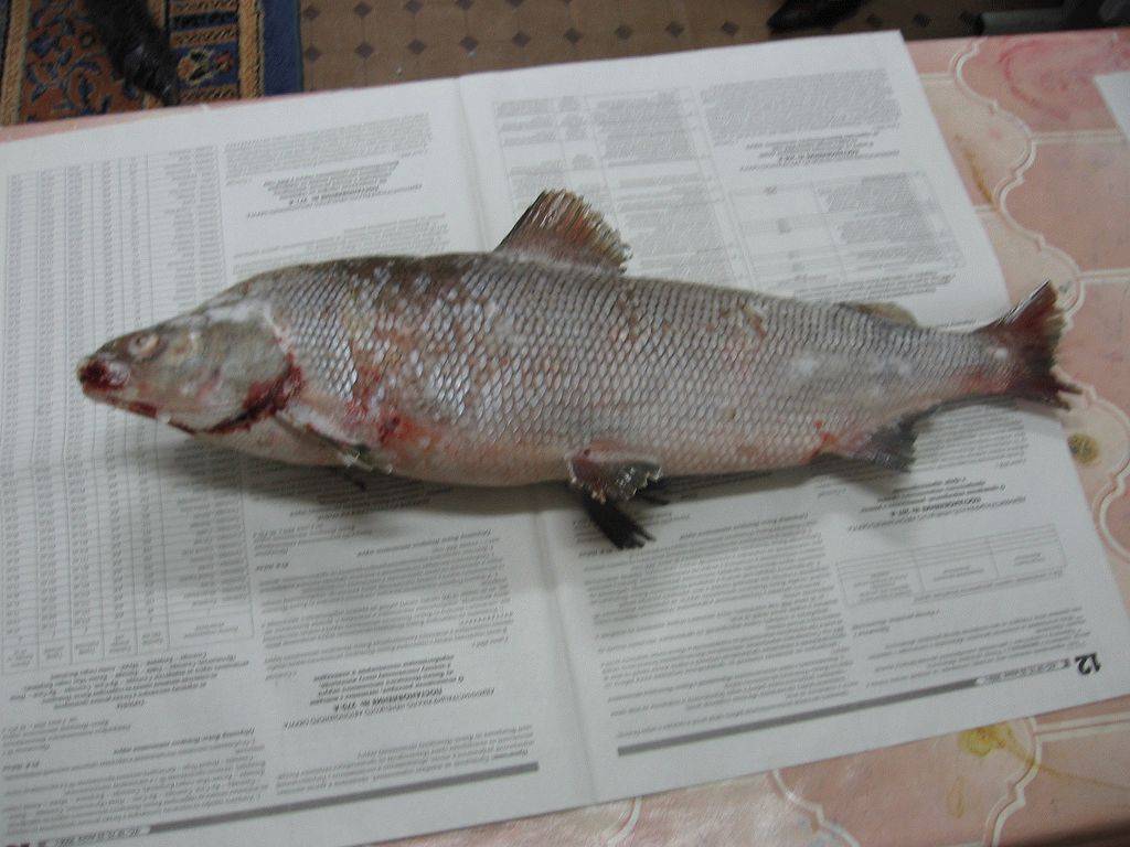 Северная рыба муксун – фото, где обитает, как ловить ее и что из нее приготовить