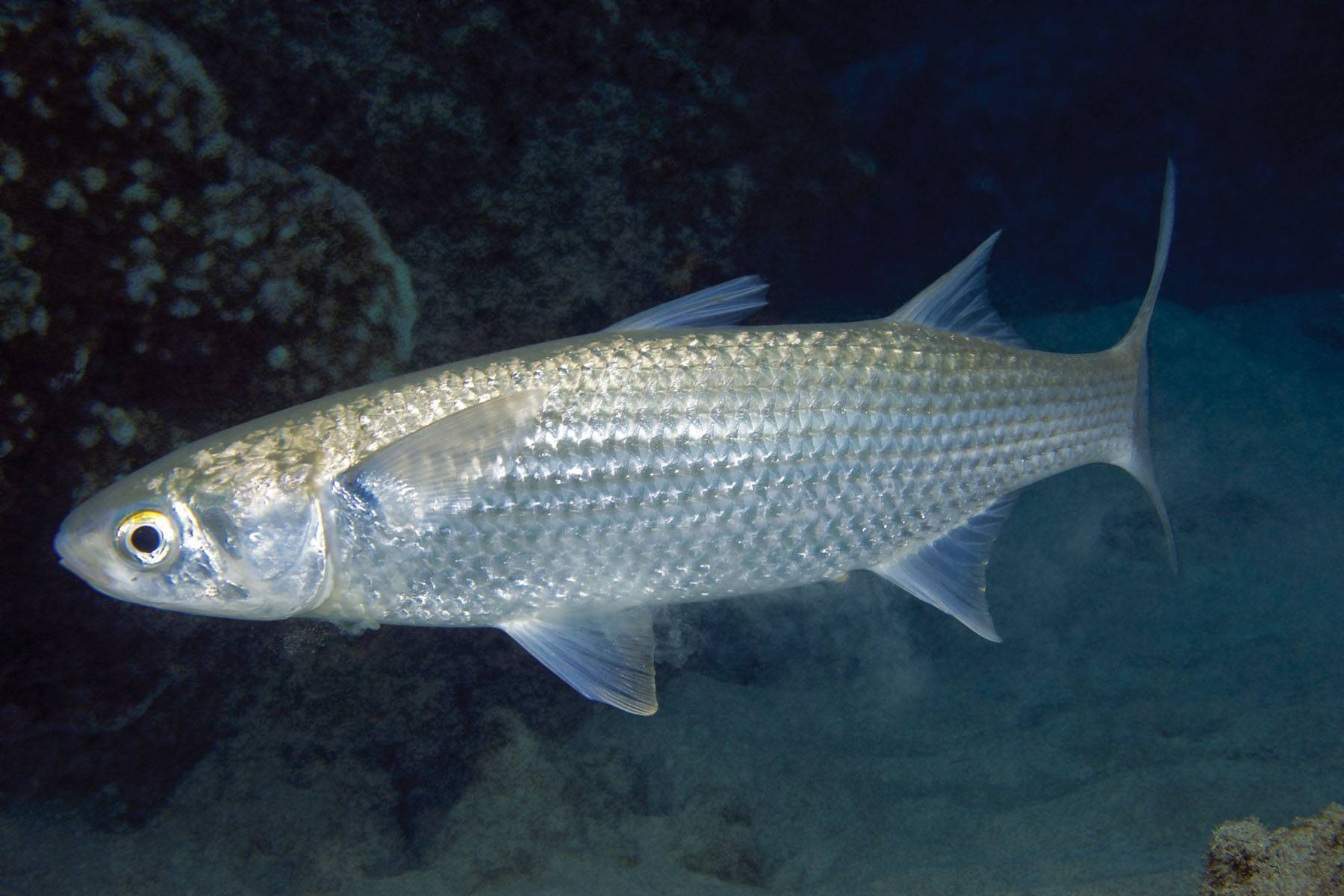 Кефаль-лобан (17 фото): в чем разница между рыбами пеленгас и лобан? рецепты приготовления