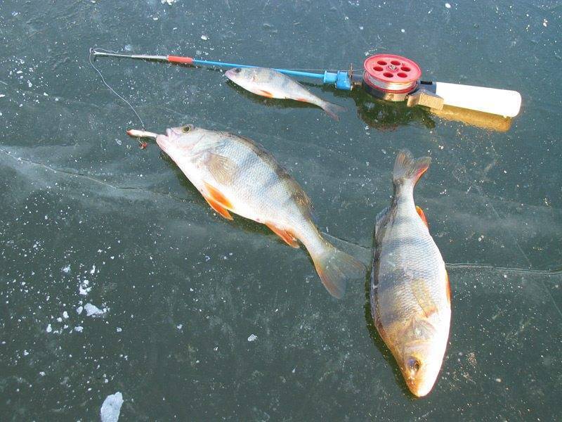 Особенности рыбалки в холодный период года: каковы нюансы ловли окуня зимой? обучающее видео