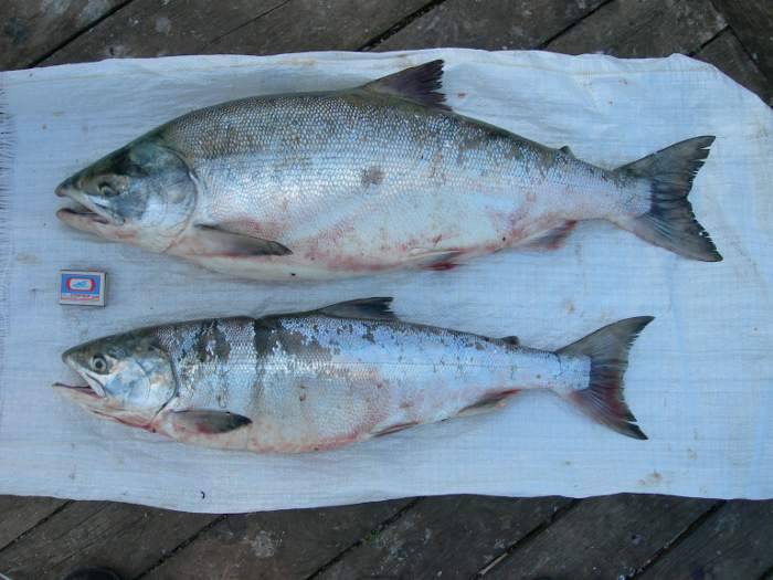 Рыба кета: места обитания, размножение и полезные свойства