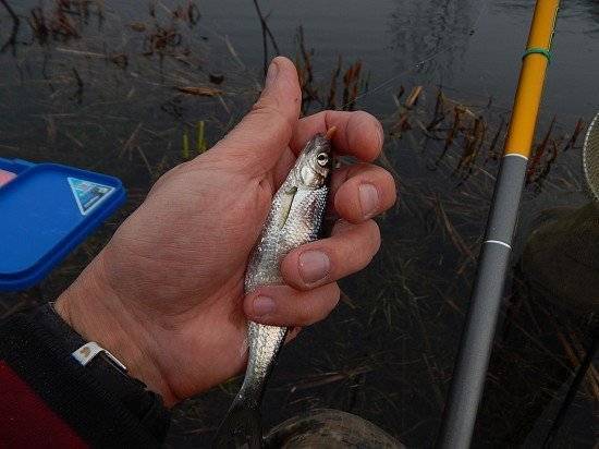 Оснастка поплавочной удочки для ловли на течении, как ловить на реке