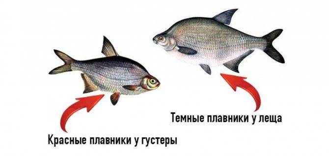 В чем отличие густеры от подлещика, чем могут отличаться эти рыбы, как их проще всего различить?