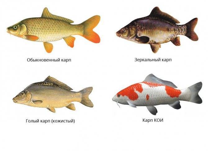 Карп — описание рыбы, польза и вред, как выбрать и рецепты приготовления на ydoo.info
