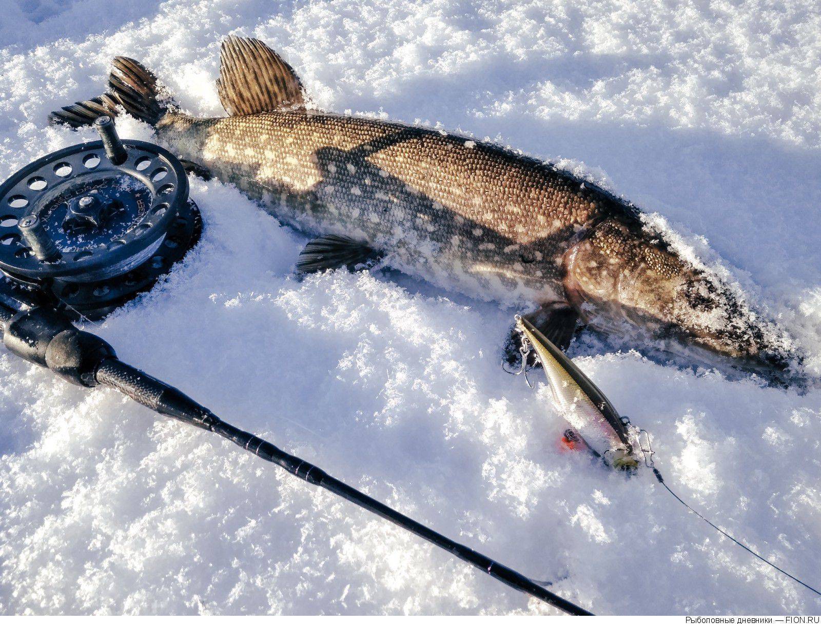 Ловля щуки зимой: где искать рыбу, снасти и тактика
