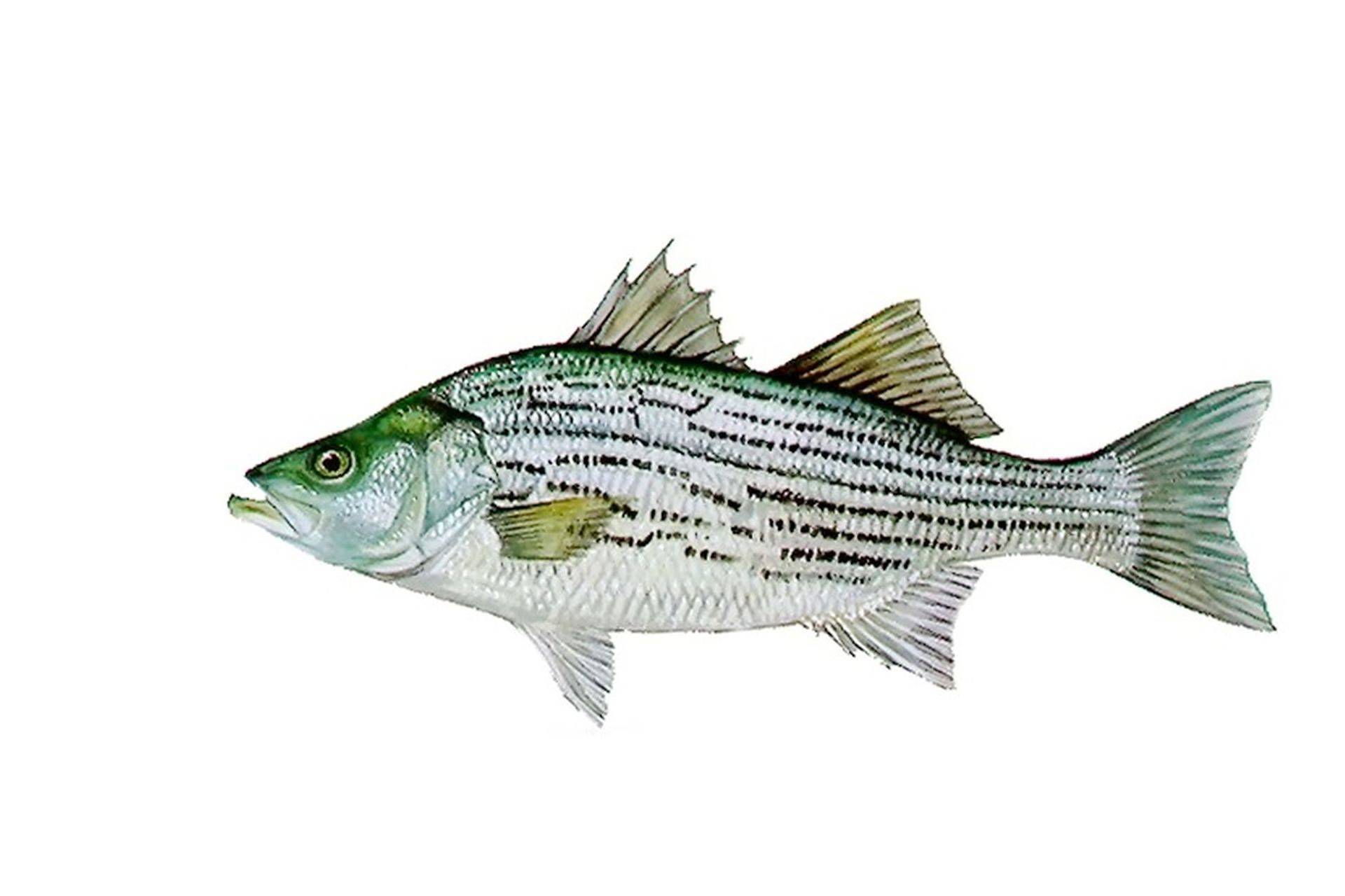 Марлин полосатый: описание, способы ловли и ареал обитания рыбы