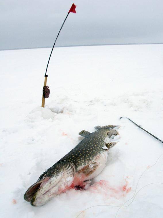 Ловля щуки на жерлицы зимой от а до я - читайте на сatcher.fish