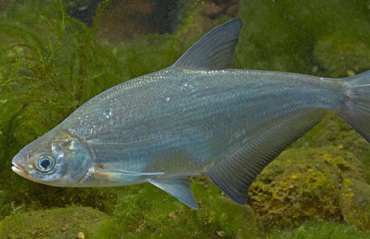Белоглазка (сопа): описание рыбы, фото, нерест и питание, особенности ловли