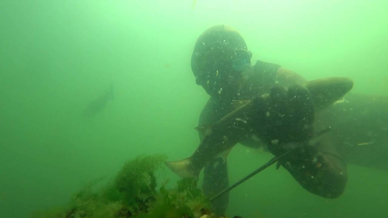 Витязево подводная охота