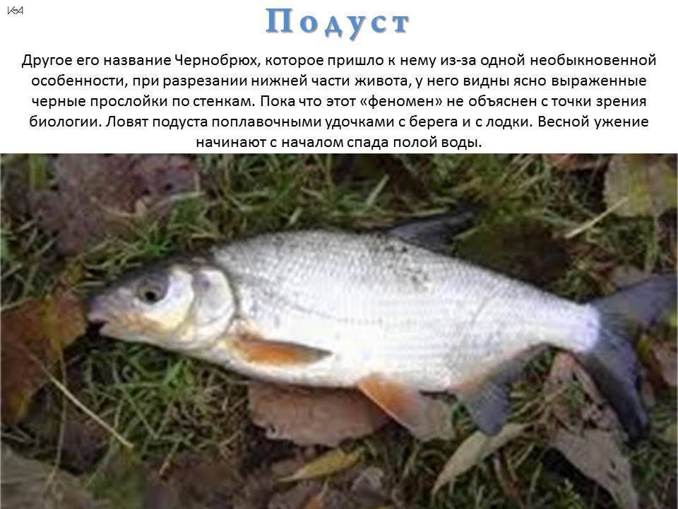Рыба плотва: особенности, нерест, ловля и выращивание
